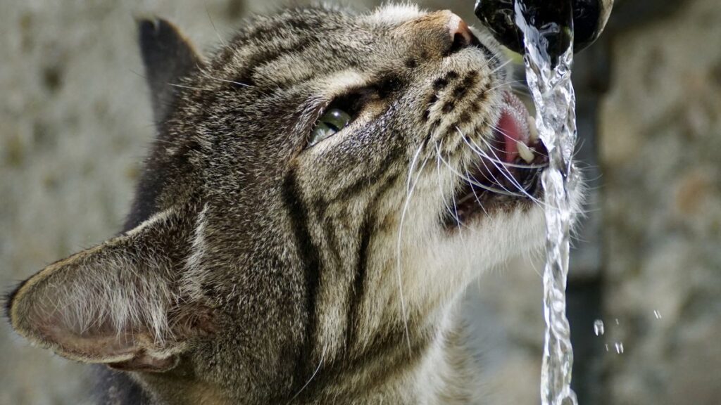 Gato tigrado bebendo &aacute;gua corrente de uma torneira - gato bebe pouca agua?