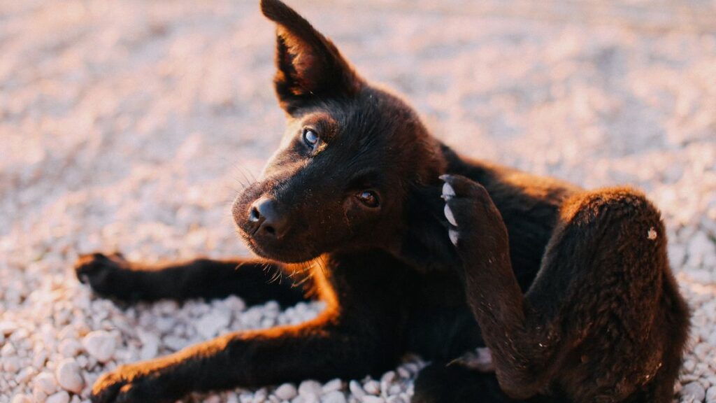 Cachorro preto co&ccedil;ando a regi&atilde;o da orelha com a pata traseira, ilustrando um poss&iacute;vel sinal de otite em c&atilde;es.