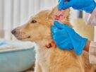 Profissional com luvas examina a orelha de um cachorro, ilustrando a avalia&ccedil;&atilde;o da otite em c&atilde;es.