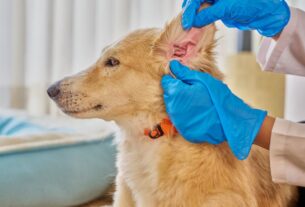 Profissional com luvas examina a orelha de um cachorro, ilustrando a avalia&ccedil;&atilde;o da otite em c&atilde;es.
