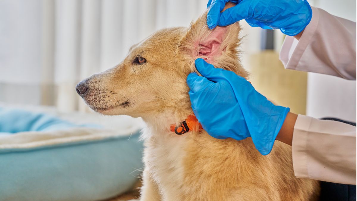 Profissional com luvas examina a orelha de um cachorro, ilustrando a avalia&ccedil;&atilde;o da otite em c&atilde;es.