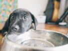 Filhote de cachorro preto junto a um recipiente com &aacute;gua, ilustrando a hidrata&ccedil;&atilde;o dos pets no ver&atilde;o.