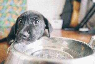 Filhote de cachorro preto junto a um recipiente com &aacute;gua, ilustrando a hidrata&ccedil;&atilde;o dos pets no ver&atilde;o.