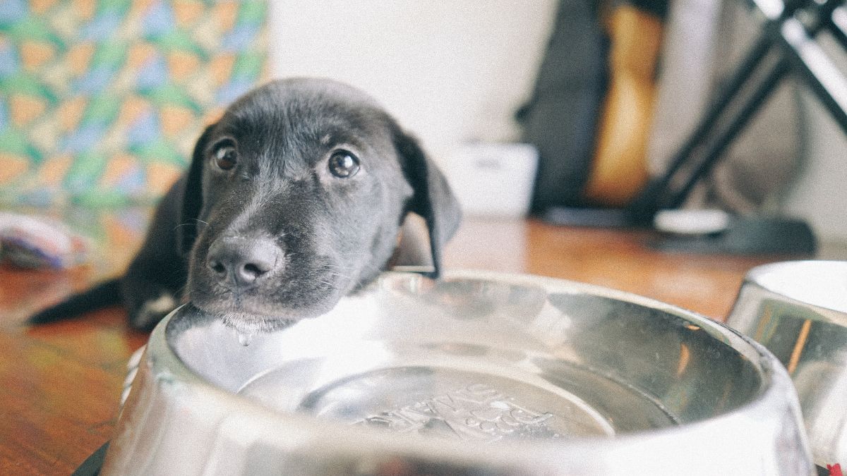 Filhote de cachorro preto junto a um recipiente com &aacute;gua, ilustrando a hidrata&ccedil;&atilde;o dos pets no ver&atilde;o.