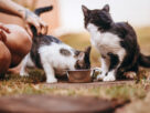 Dois gatos de pelagem branca e escura junto a um comedouro metálico, um com a cabeça no recipiente, ilustrando sachê para gatos.