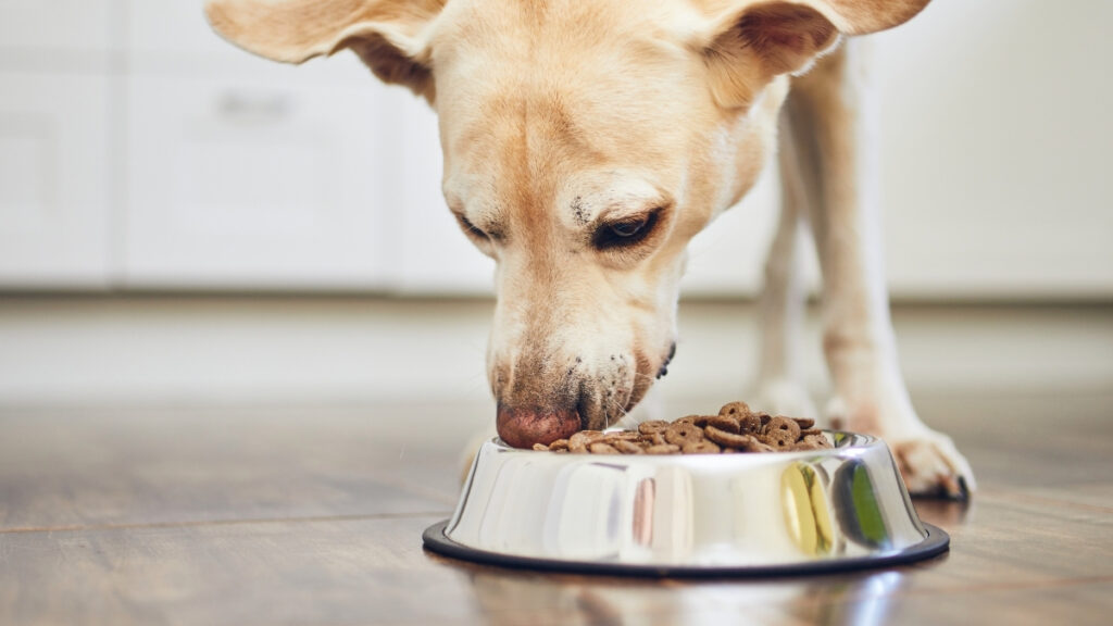 Cachorro de pelagem clara comendo ração em um comedouro metálico.