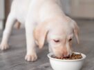 Filhote de cachorro comendo ra&ccedil;&atilde;o seca em um pote branco. trocar a ra&ccedil;&atilde;o do cachorro