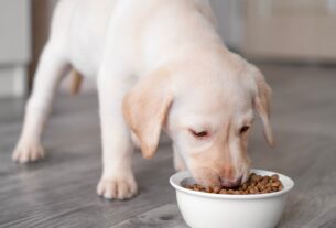 Filhote de cachorro comendo ração seca em um pote branco. trocar a ração do cachorro