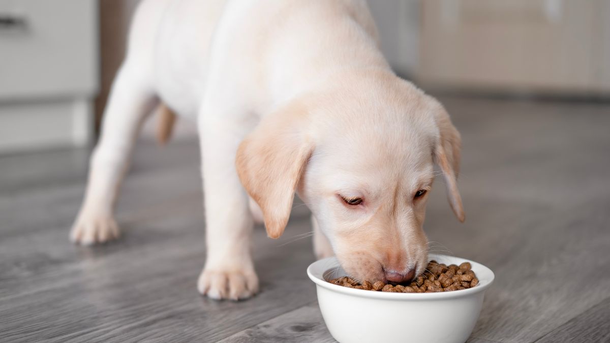 Filhote de cachorro comendo ração seca em um pote branco. trocar a ração do cachorro