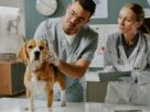 Cachorro acompanhado por dois profissionais em consult&oacute;rio veterin&aacute;rio, ilustrando artigo sobre zoonoses.