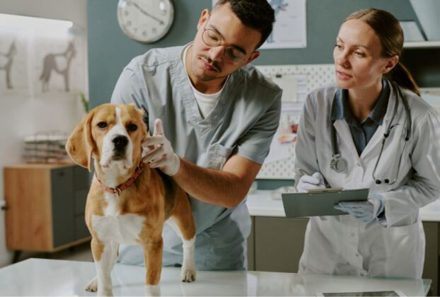 Cachorro acompanhado por dois profissionais em consult&oacute;rio veterin&aacute;rio, ilustrando artigo sobre zoonoses.