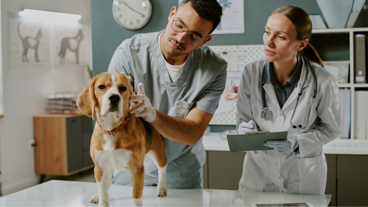 Cachorro acompanhado por dois profissionais em consult&oacute;rio veterin&aacute;rio, ilustrando artigo sobre zoonoses.